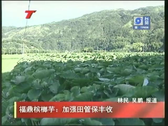 福鼎檳榔芋：加強(qiáng)田管保豐收