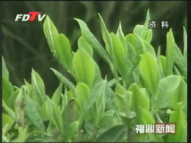 點(diǎn)頭將建白茶文化城