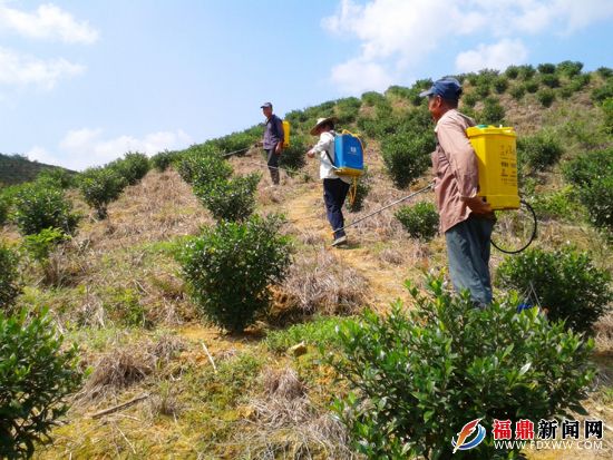 村民在給黃梔子噴灑藥水除蟲害.jpg