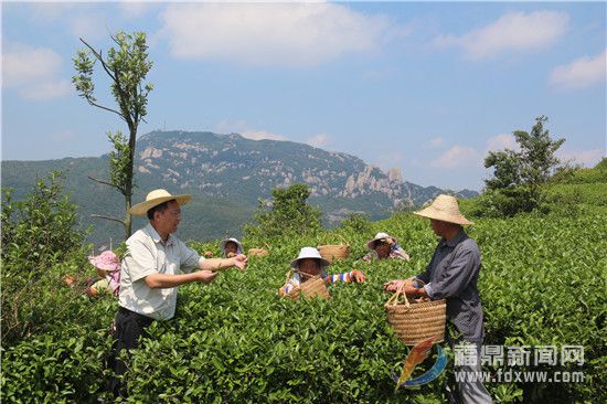 天湖茶業(yè)董事長林有希指導茶農(nóng)采摘茶葉（資料圖.jpg