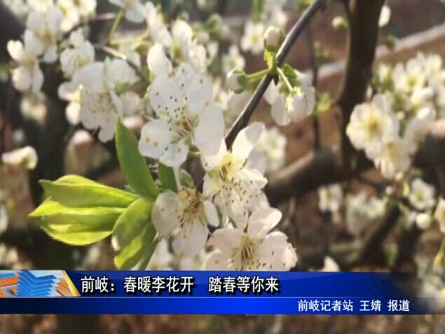 前岐：春暖李花開(kāi) 踏春等你來(lái)