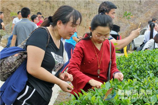 茶商們參觀白茶種植基地.jpg