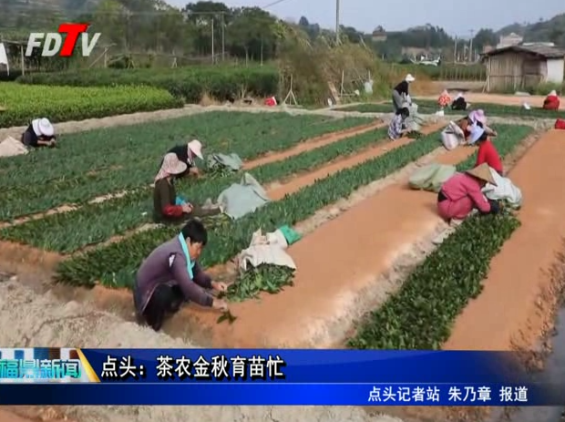 點頭：茶農(nóng)金秋育苗忙