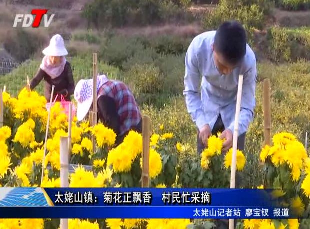 太姥山鎮(zhèn)：菊花正飄香 村民忙采摘