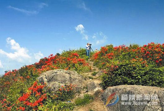 天坪山上， 十里杜鵑映山紅！