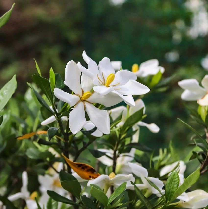 梔子花農(nóng)旅文化節(jié)來(lái)啦，繁花似錦，盛開待君來(lái)！