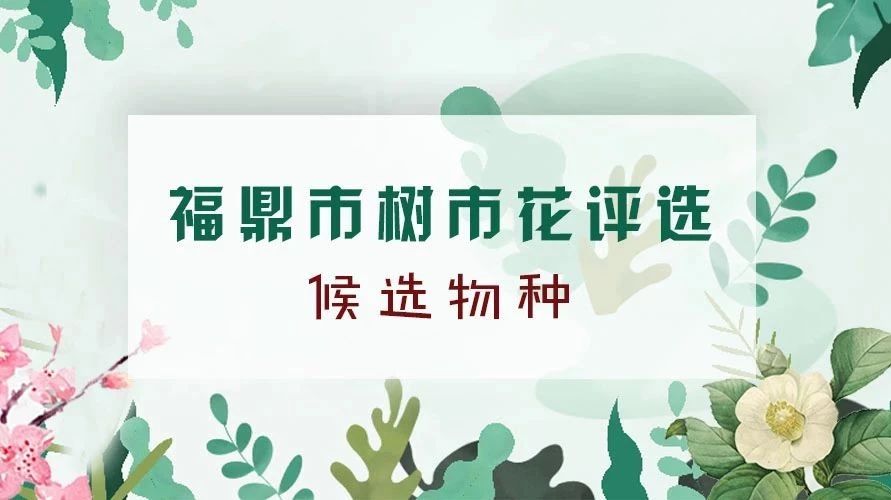 福鼎要選市樹市花了，選什么，你說了算！這些候選物種了解一下！