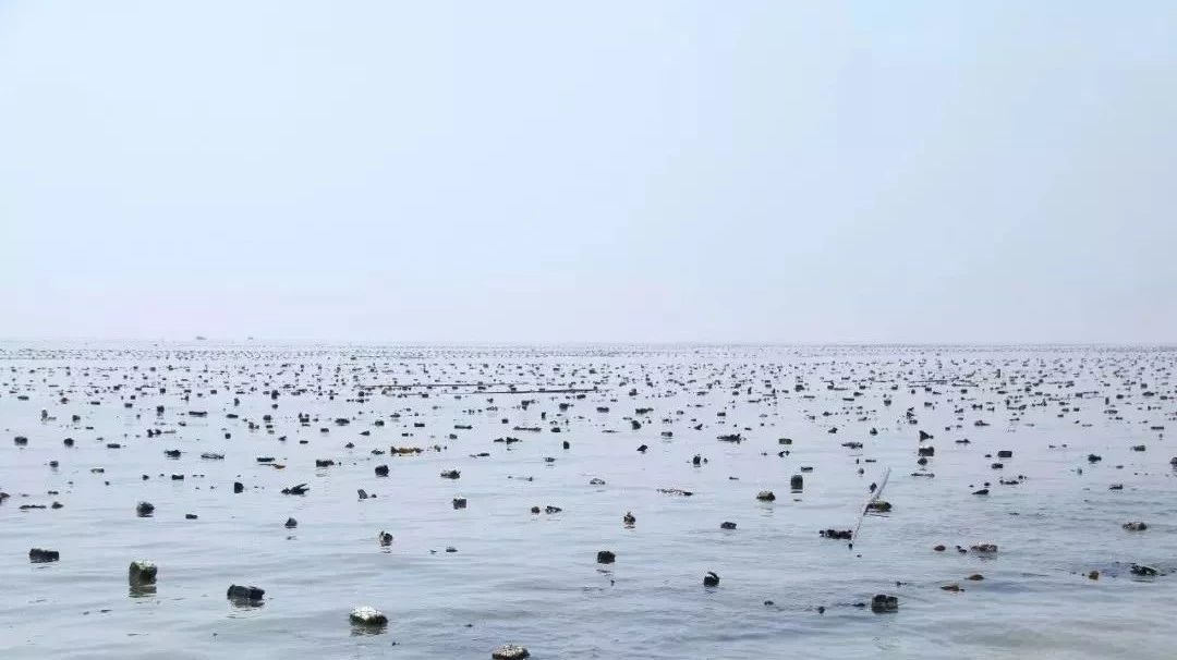 面朝大海，挺進(jìn)深藍(lán)，海洋強(qiáng)市的“福鼎Style”響起來！