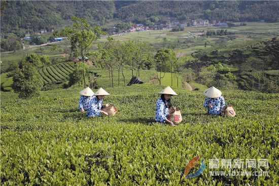 國家級茶樹良種———福鼎大毫茶