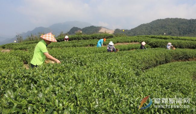 又到秋茶采摘季 茶農(nóng)茶企采制忙