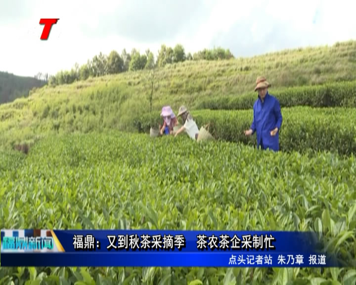 福鼎： 又到秋茶采摘季   茶農茶企采制忙