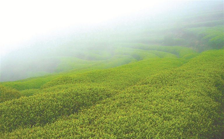 高山出好茶