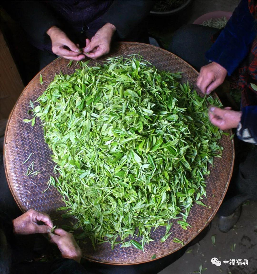 質(zhì)量興茶！時刻保衛(wèi)福鼎白茶的“生命線”