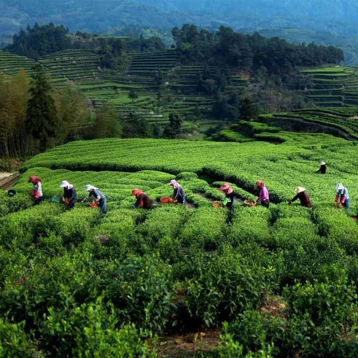 你只看到福鼎白茶的逆勢飛揚(yáng)，卻沒看到她背后的“緊箍咒”