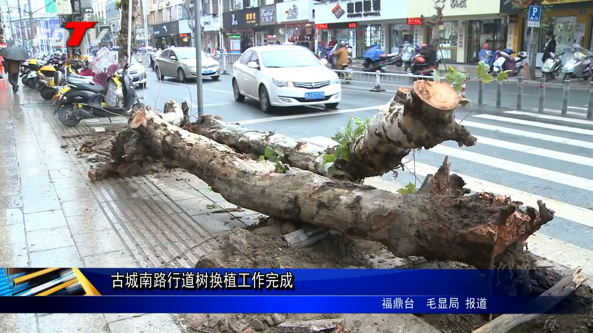 古城南路行道樹(shù)換植工作完成