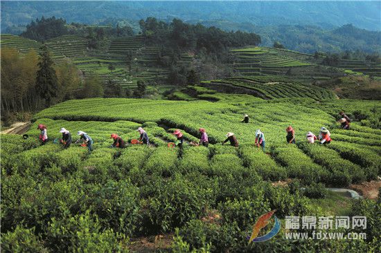 柏柳：茶香濃郁 古韻綿長(zhǎng)