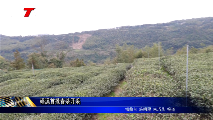 磻溪首批春茶開采