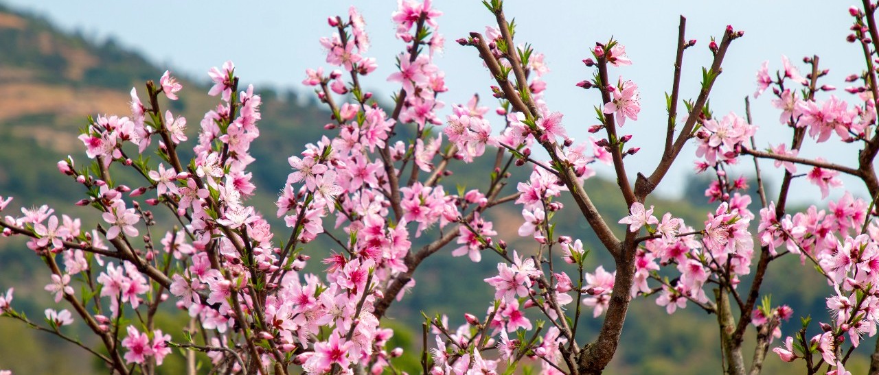 徜徉花海，恍若世外！這個(gè)周末前岐備好了“桃花宴”待君來(lái)~