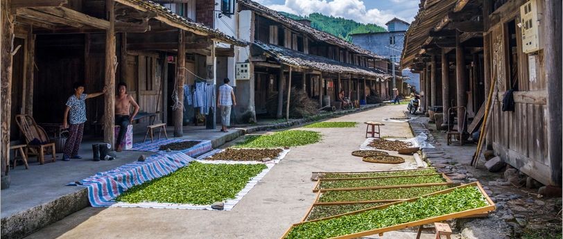 這周末福鼎人檔期好忙，不僅有桃花可賞，還要去管陽(yáng)吃茶