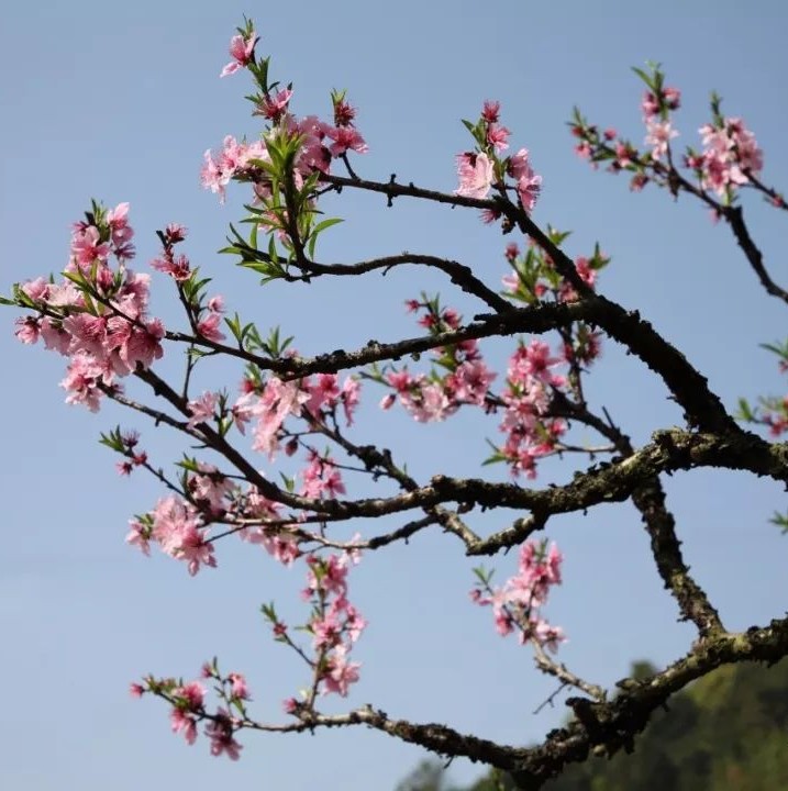 灼灼芳華等你來賞，前岐桃花節(jié)開幕！