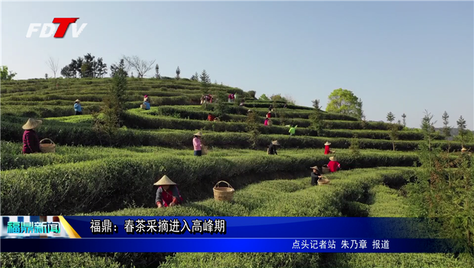 福鼎：又到春茶采摘季 茶農(nóng)茶企采制忙