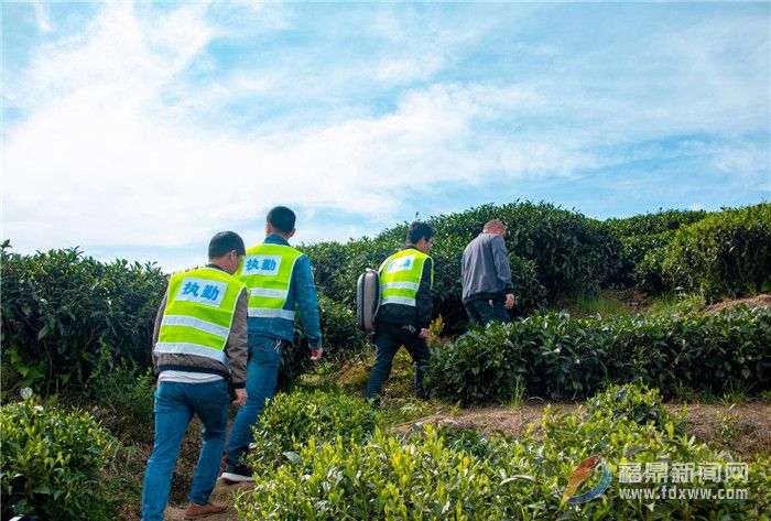 管陽鎮(zhèn)：無人機(jī)巡山隊(duì)助力茶葉質(zhì)量安全