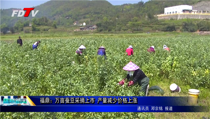 福鼎：萬畝蠶豆采摘上市 產(chǎn)量減少價格上漲