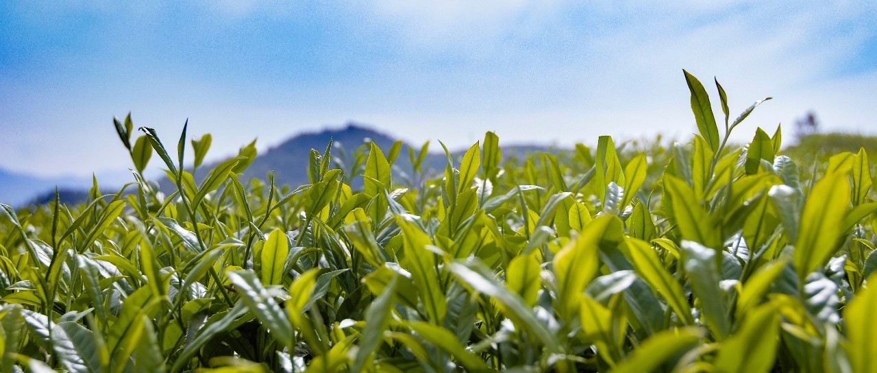 一戶一卡一茶園，茶青也有了“身份證”！