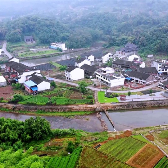 顏值好氣質(zhì)佳，福鼎大毫茶的發(fā)源地翁溪村大變樣