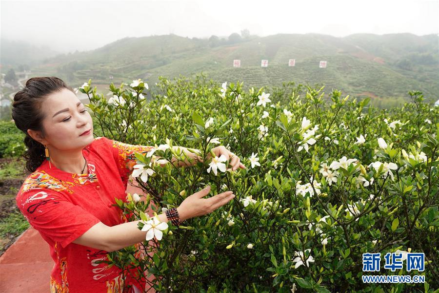 梔子花開(kāi) 香滿(mǎn)貫嶺