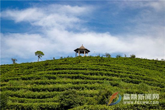 炎炎夏日，共赴福鼎“納涼”之旅吧