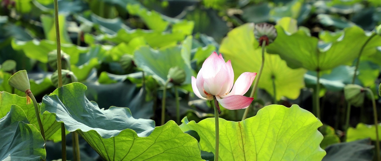 沒想到福鼎竟然有這么美的荷塘，它在……