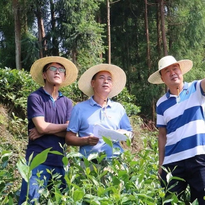 疊石鄉(xiāng)：保護森林資源，守護綠水青山