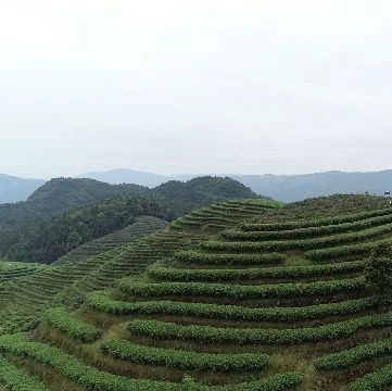 想不到吧？福鼎首個(gè)APP茶青憑證交易平臺投入使用