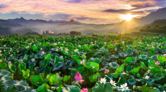 王麗達(dá)一曲穿越九十年！紅軍挖蓮塘，今朝更好看