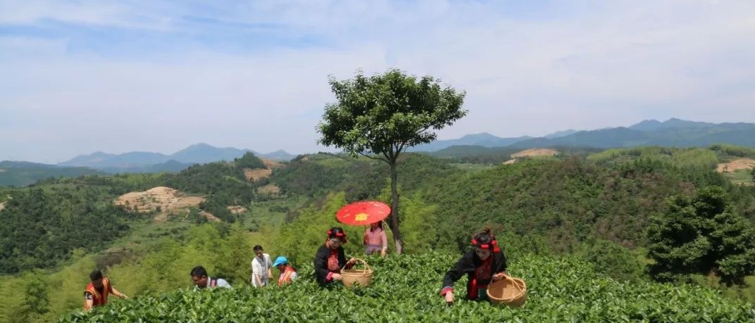 一盞清茶滌鄉(xiāng)風(fēng)，走進(jìn)吳陽山一定驚艷你