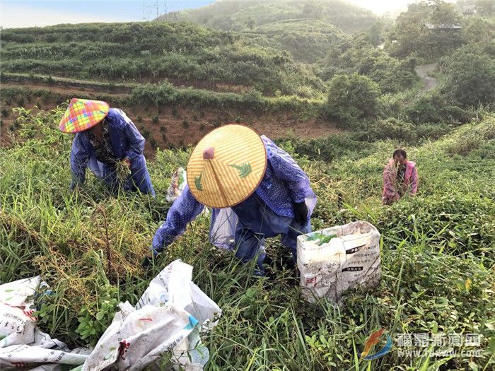 茶鄉(xiāng)點頭：狠抓茶葉源頭管理 確保茶葉質量安全