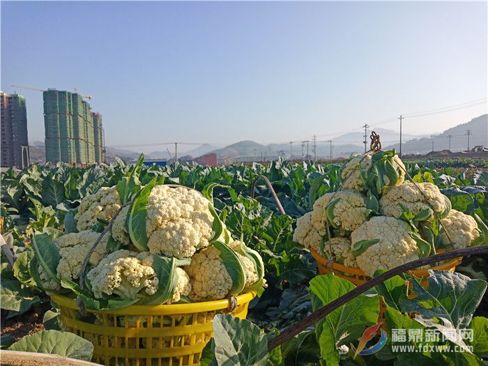 前岐花椰菜打開山門?遠(yuǎn)銷千里?