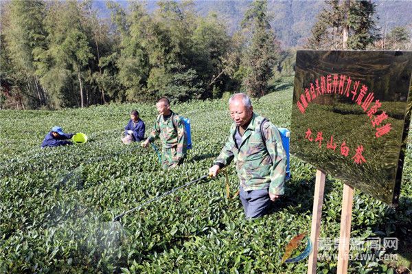 福鼎市農(nóng)技專家赴點頭茶山指導(dǎo)生態(tài)茶園冬季封園管理