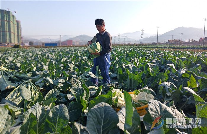 田間菜園，菜農(nóng)在采收花椰菜.jpg