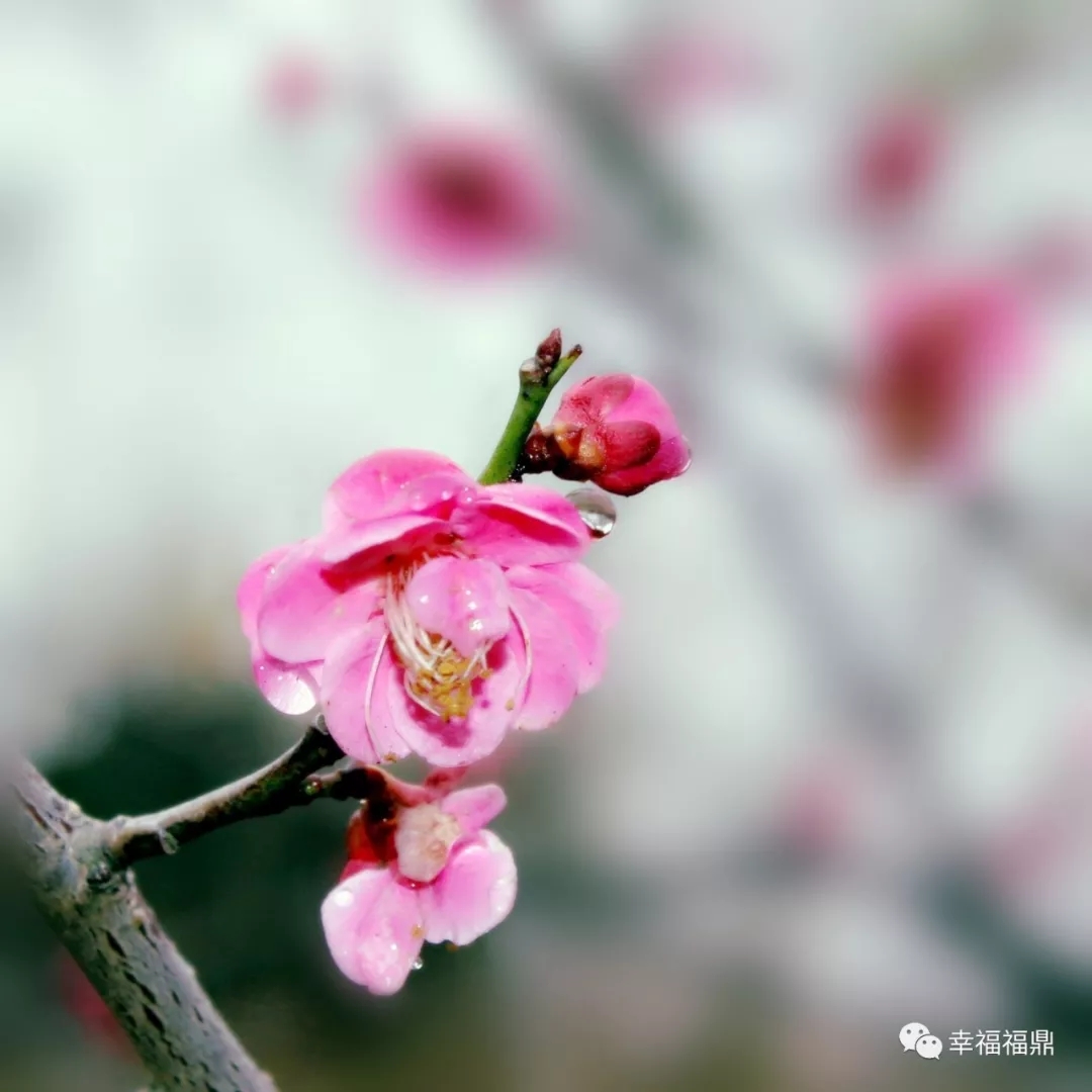 “碎雪”飄起，原來是太姥山的梅花開了……