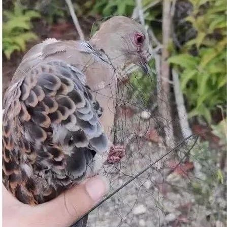 福建還有人在販賣野生動物！太囂張！