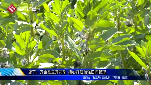 店下：萬畝蠶豆開花季 摘心打頂加強(qiáng)田間管理