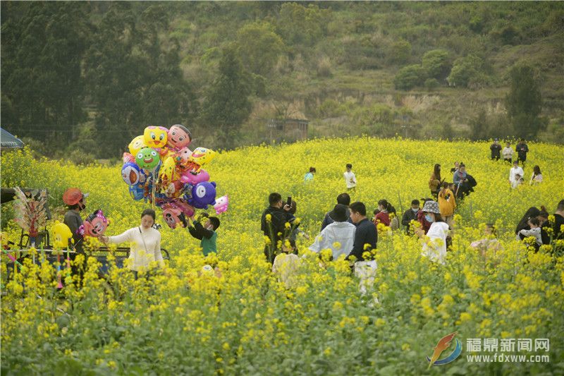 福鼎迎來(lái)油菜花絕佳觀賞期