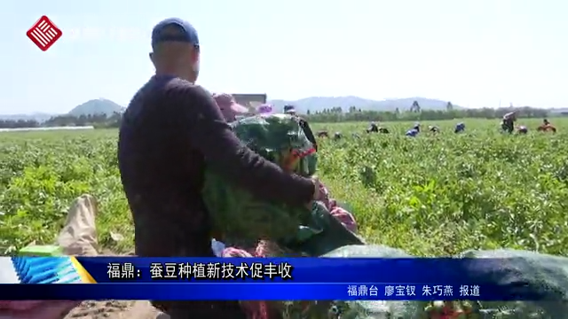 福鼎：蠶豆種植新技術促豐收