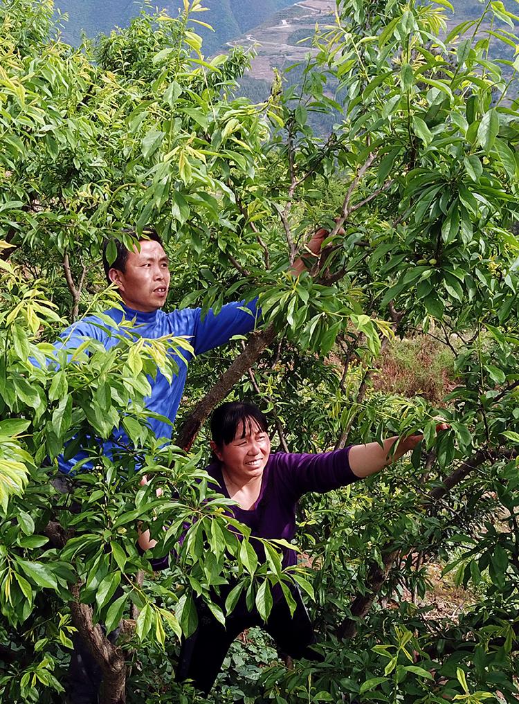 兩代人的幸福樹