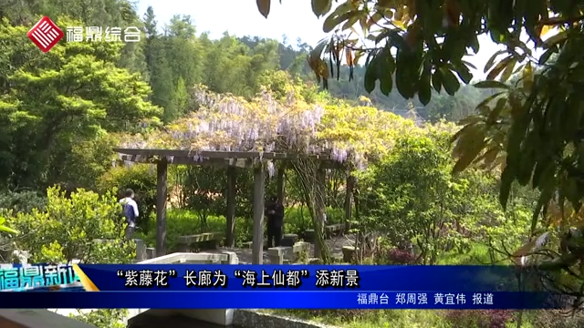 “紫藤花”長(zhǎng)廊為“海上仙都”添新景