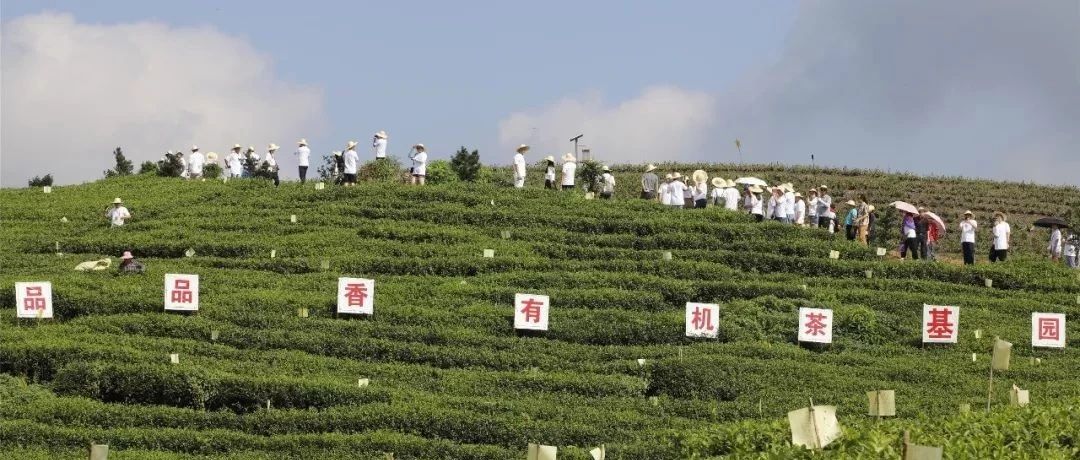 人民日?qǐng)?bào)海外版丨福建福鼎：茶葉帶來(lái)的幸福