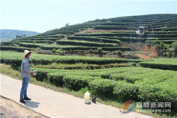 茶樹病蟲害綠色防控社會(huì)化服務(wù)打造茶鄉(xiāng)“金葉子”