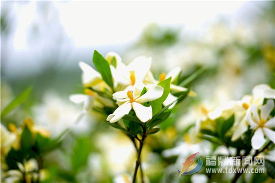 我市迎來(lái)?xiàng)d子花最佳觀賞期